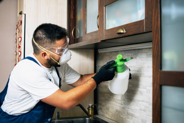 Wasp Removal Services in Bonney Lake, WA