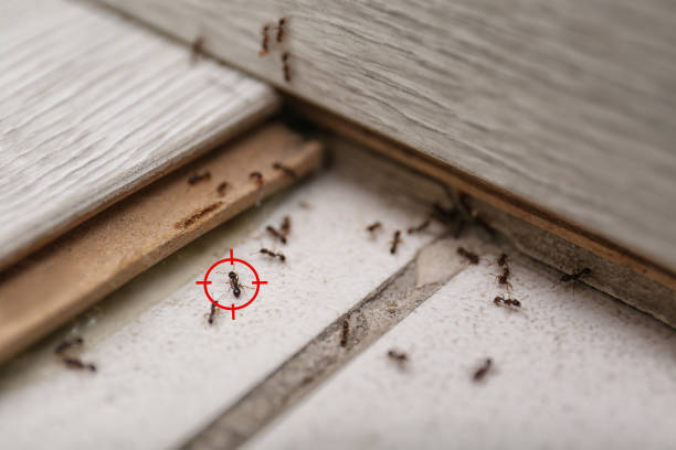 Best Pest Inspection Near Me  in Bonney Lake, WA